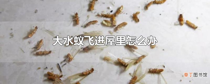大水蚁飞进屋里怎么办