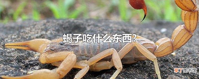 蝎子吃什么东西?
