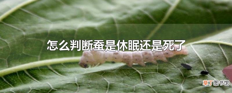怎么判断蚕是休眠还是死了
