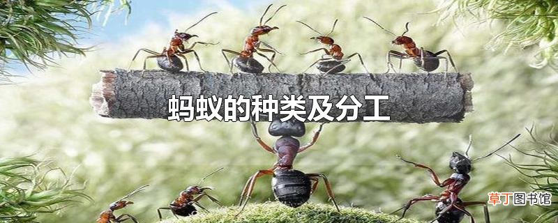 蚂蚁的种类及分工