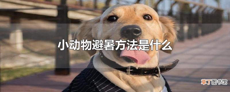 小动物避暑方法是什么