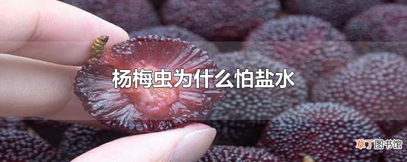 杨梅虫为什么怕盐水