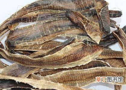 地龙的功效与作用及禁忌-地龙有什么功效与禁忌