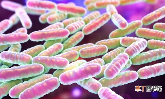 常吃益生菌有益肠道健康 益生菌应该怎么吃才最好