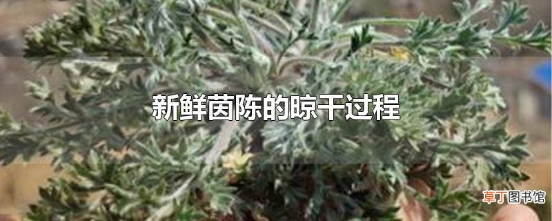 新鲜茵陈的晾干过程