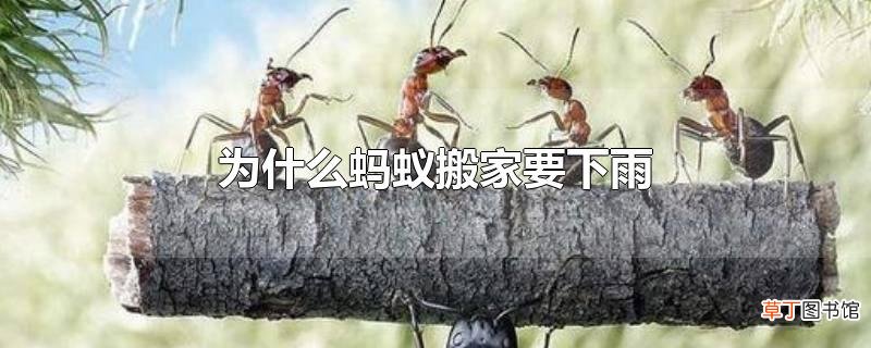 为什么蚂蚁搬家要下雨