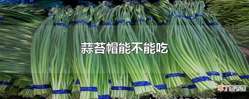 蒜苔帽能不能吃