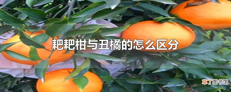 耙耙柑与丑橘的怎么区分