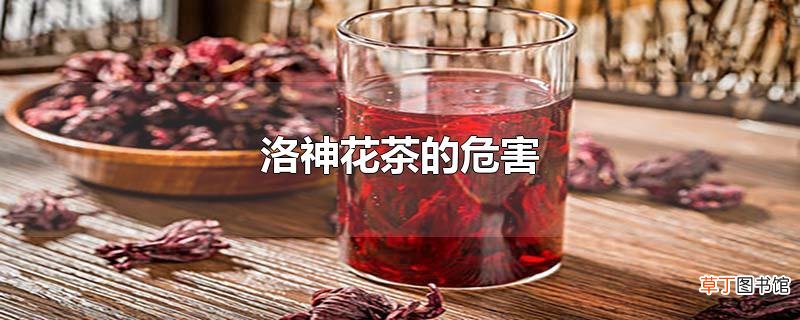 洛神花茶的危害