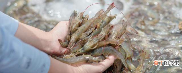活的虾如何做油炸虾 活的虾做油炸虾的方法
