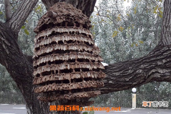 马蜂窝泡水喝的功效与作用 马蜂窝泡水喝有哪些好处