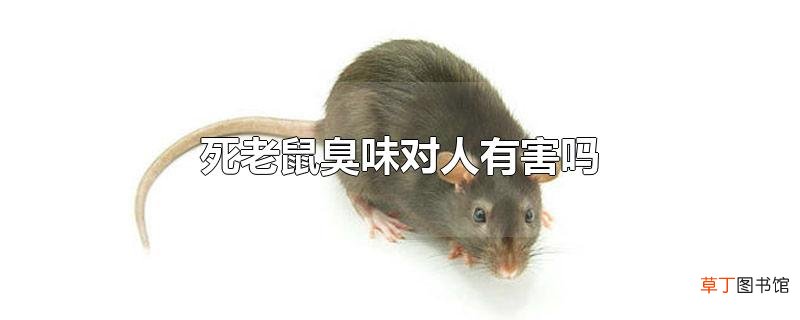 死老鼠臭味对人有害吗