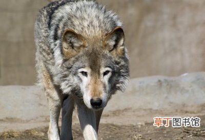 狼已老死狗无处可放 湖北一动物园以狗充狼园方回应