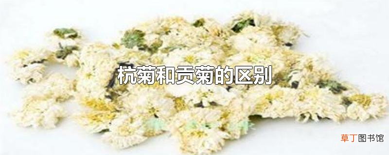 杭菊和贡菊的区别
