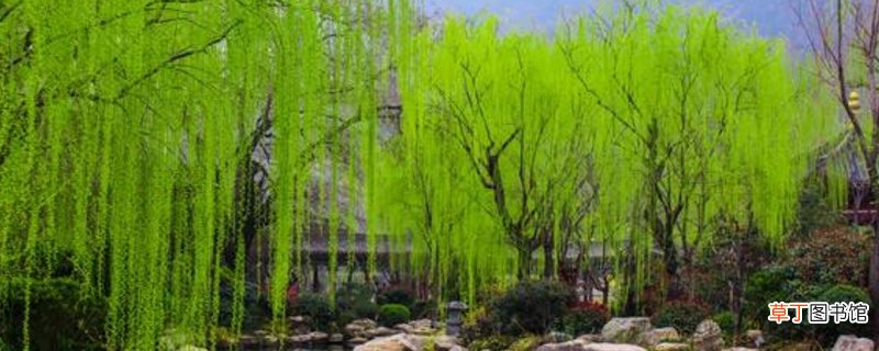柳树的养殖方法和注意事项