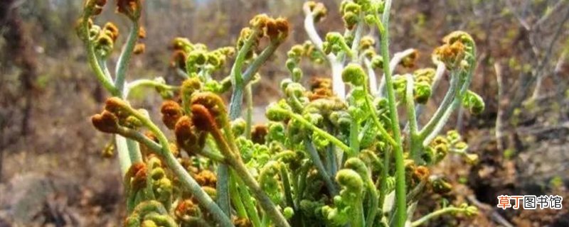 蕨菜的养殖方法和注意事项