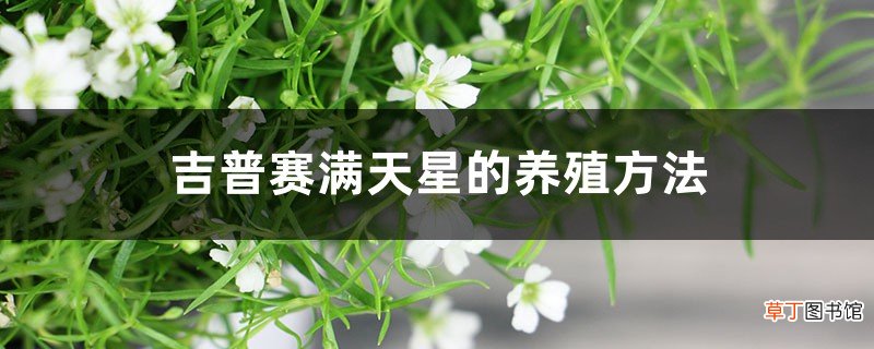 吉普赛满天星的养殖方法和注意事项