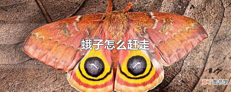 蛾子怎么赶走