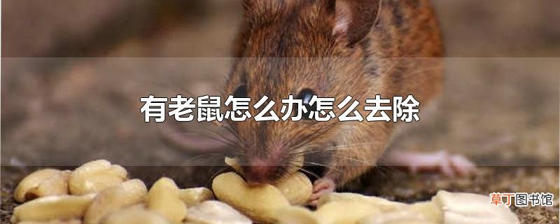 有老鼠怎么办怎么去除