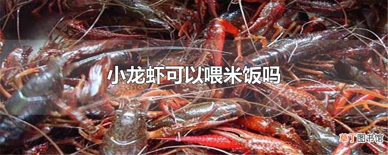 小龙虾可以喂米饭吗