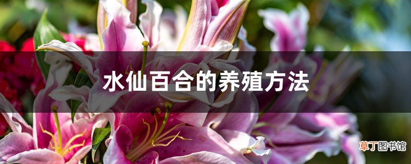 水仙百合的养殖方法和注意事项
