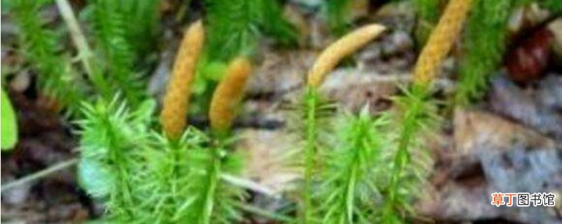 狮子尾的养殖方法和注意事项