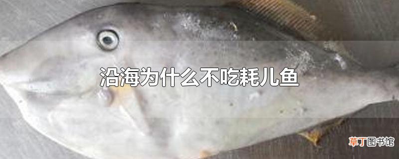 沿海为什么不吃耗儿鱼