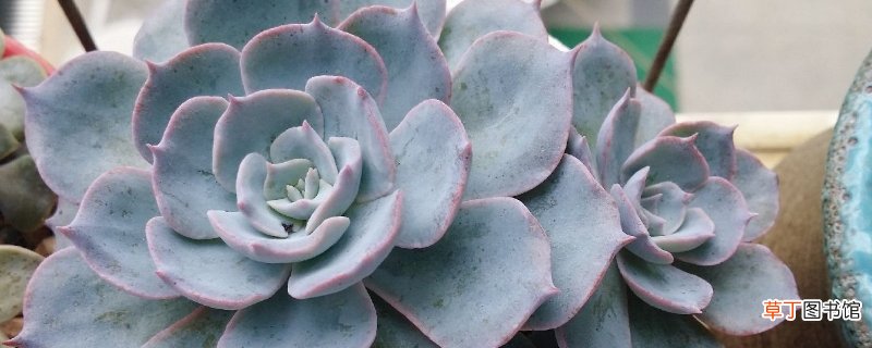 石莲的养殖方法和注意事项