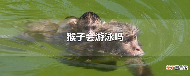 猴子会游泳吗