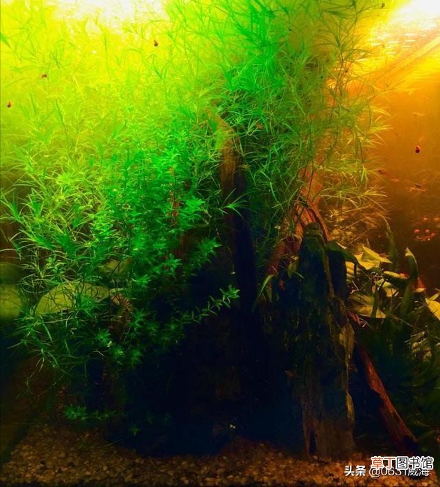 草缸的水质变浑原因及变清处理技巧 草缸水浑浊怎么办