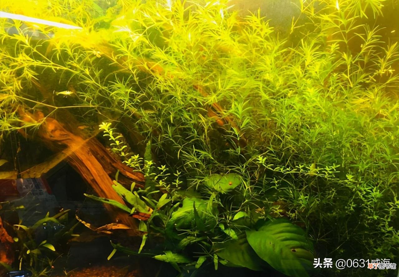 草缸的水质变浑原因及变清处理技巧 草缸水浑浊怎么办