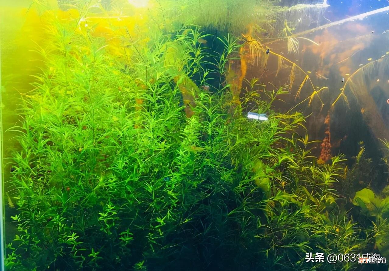 草缸的水质变浑原因及变清处理技巧 草缸水浑浊怎么办