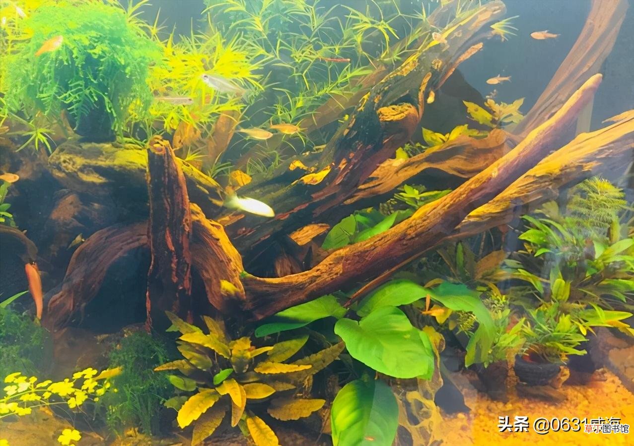 草缸的水质变浑原因及变清处理技巧 草缸水浑浊怎么办