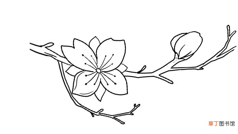 桃花简笔画 桃花简笔画怎么画