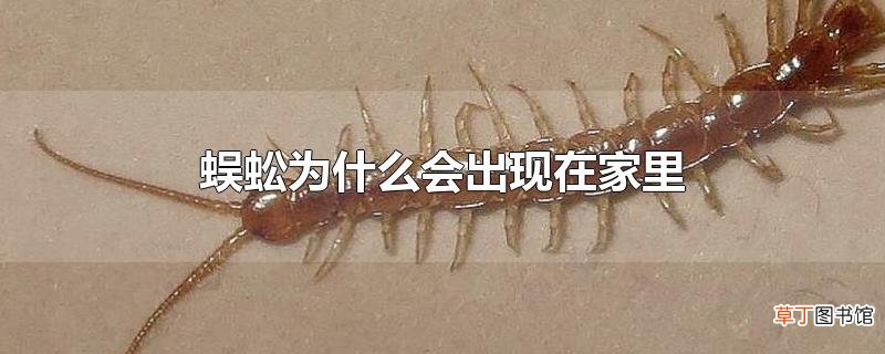 蜈蚣为什么会出现在家里