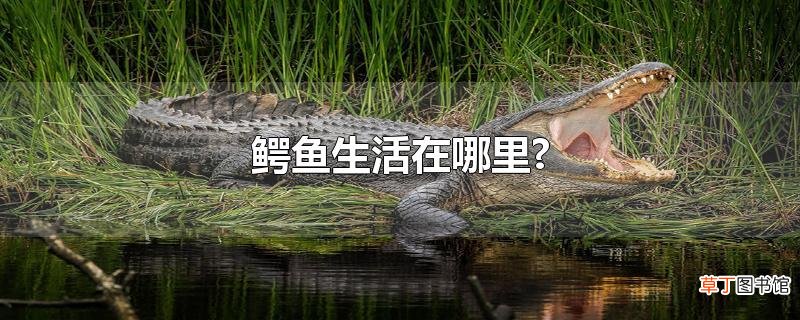 鳄鱼生活在哪里?