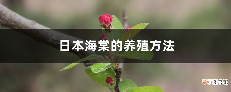 日本海棠的养殖方法和注意事项