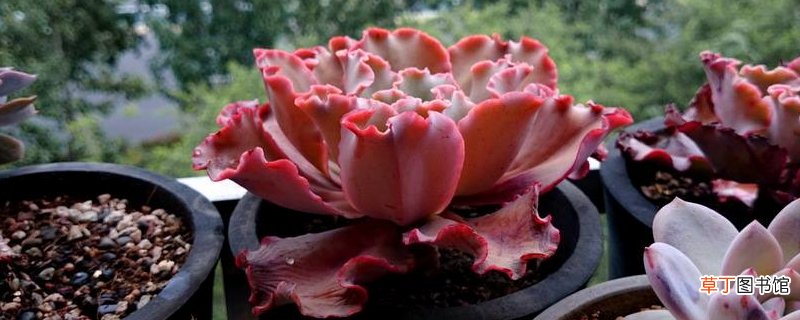 女王花笠的养殖方法和注意事项