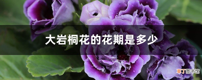 大岩桐花的花期是多少