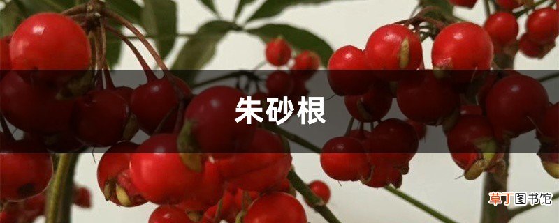 富贵籽 朱砂根的养殖方法和注意事项
