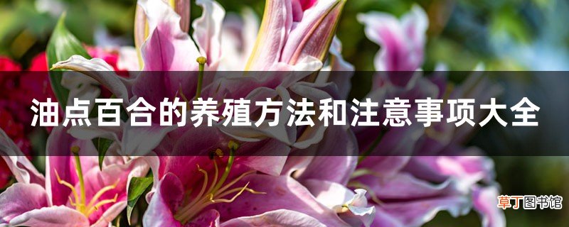 油点百合的养殖方法和注意事项