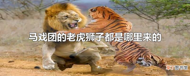 马戏团的老虎狮子都是哪里来的