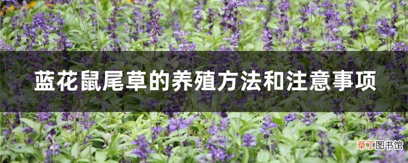 蓝花鼠尾草的养殖方法和注意事项