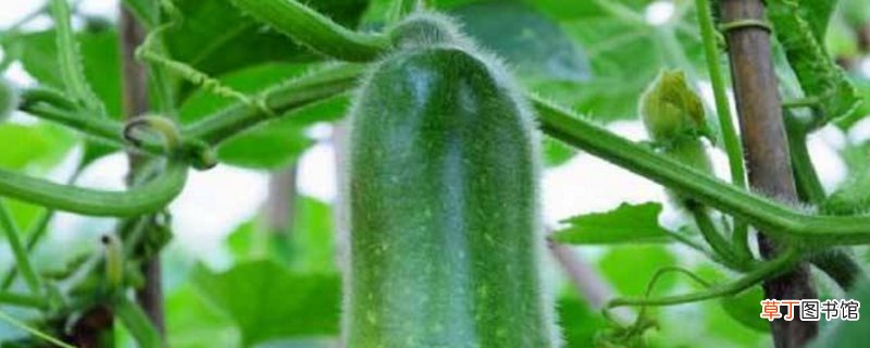节瓜的养殖方法和注意事项