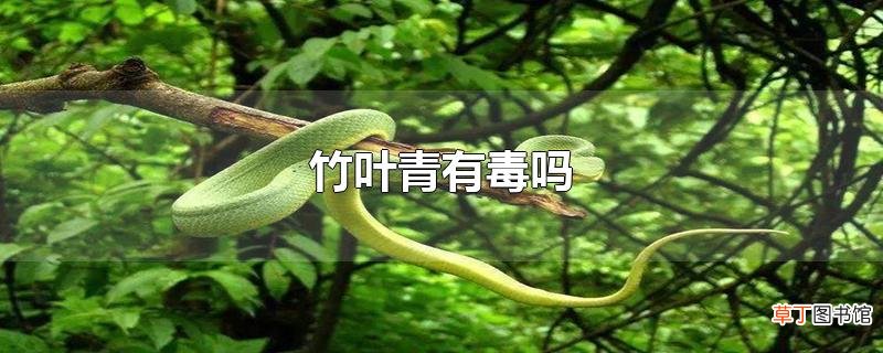 竹叶青有毒吗