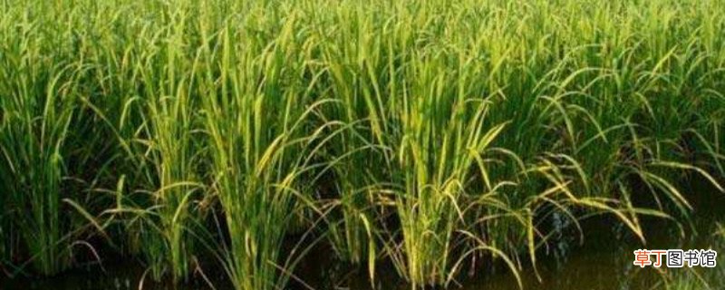 茭白的养殖方法和注意事项
