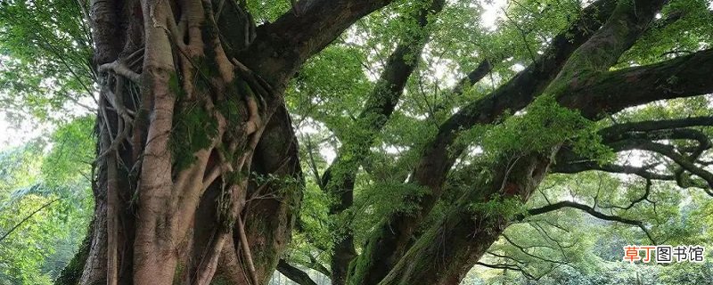高山榕的养殖方法和注意事项