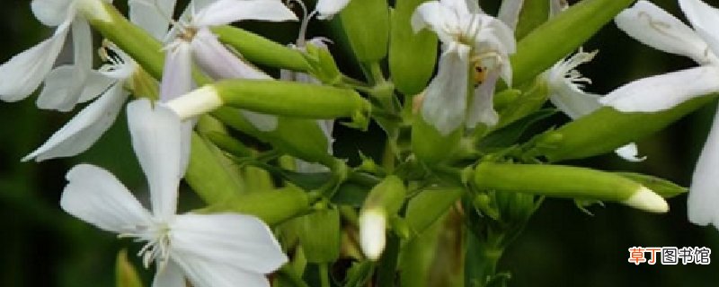 肥皂草的养殖方法和注意事项