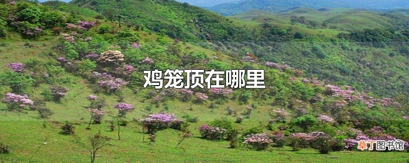 鸡笼顶在哪里