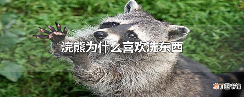 浣熊为什么喜欢洗东西
